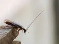 Una cucaracha en un borde de madera. ¿Was hilft gegen Kakerlaken? Este insecto es un problema común.