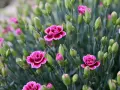 Ein Feld voller rosa Nelken, bereit zum Schneiden. Viele Knospen und einige geöffnete Blüten.
