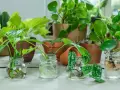 Varias plantas en agua, con raíces visibles, listas para crecer.