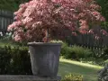 En vacker acer palmatum i kruka, med sina djupröda blad som kontrasterar mot den gröna trädgården.