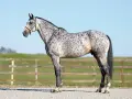 Un magnifique cheval français, robe grise tachetée, se tient fièrement devant une clôture en bois et un ciel bleu clair.