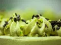 Delikatna masa pistacjowa ozdobiona kawałkami pistacji i czekolady, tworząca apetyczny deser.