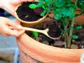 Händer häller kaffesump från en skål till en träsked, redo att ge näring till tomatplantor i en terrakottakruka.
