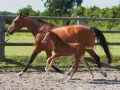 Une jument alezane et son poulain trottent dans un paddock. La saillie du poney est évidente par sa petite taille et sa démarche espiègle.
