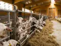 Un gruppo di capre curiose in una stalla per pecore, con fieno abbondante e recinzioni metalliche.