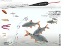 Jaki spławik na rzekę? Ilustracja pokazuje zestaw do połowu płoci i jaź na bolonkę, z przynętami: kaster, biały robak, pinka, ochotka.