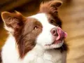 Border Collie: Sierść czy włosy? Poznaj różnice i pielęgnację