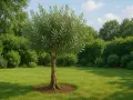 Ein junger Olivenbaum steht auf einer grünen Wiese. Seine Äste sind mit vielen Blättern bedeckt. Die richtige **Olivenbaum Pflege** sorgt für ein gesundes Wachstum.