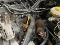 Ein Marder hat sich im Motorraum eines Autos eingenistet und erkundet die Leitungen und den Keilriemen.