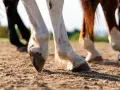 Gros plan sur les sabots de plusieurs chevaux, dont un bai et un pie, marchant sur un sol terreux. La lumière du soleil met en valeur la texture du sol et le poil des animaux.