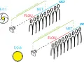 Illustration comparant deux ouvertures : F/11 avec une grande distance hyperfocale et une profondeur de champ étendue, et F/2.8 avec une distance hyperfocale plus courte et un flou d'arrière-plan marqué.