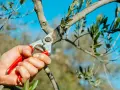 Hand hält Gartenschere, um einen Olivenbaum zu schneiden. Der blaue Himmel bildet den Hintergrund.