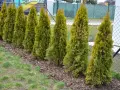Rząd zielonych tui, które mają płytkie korzenie, rośnie wzdłuż ogrodzenia.