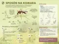 Samiec komara, choć nie gryzie, jest kluczowy dla cyklu życia. Jego aparat gębowy służy do picia nektaru, a nie krwi.