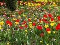 Wiosenny ogród pełen kolorów. W maju kwitną czerwone i żółte tulipany, a także fioletowe bratki.