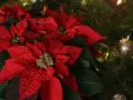 Rojo vibrante de flores de navidad junto a un árbol decorado.