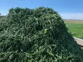 Jaki nawóz pod fasolkę szparagową, aby uniknąć słabych plonów?