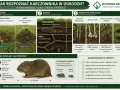 Karczownik w ogrodzie: niskie kopce, płytkie tunele, podgryzione korzenie warzyw i drzew. Zwierzę ma krępe ciało, tępy pysk i małe uszy.
