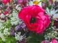 En stor, ceriserosa ranunkel dominerar en bukett med vita och lila blommor. Tänk att plantera ranunkel för att få denna färgexplosion i din trädgård.