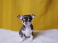 Un adorable cachorro de chihuahua, con su pelaje oscuro y blanco, mira atentamente. Existen varios chihuahua tipos, y este es uno de los más pequeños.