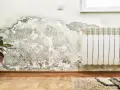 Jak odróżnić pleśń od grzyba na ścianie i uniknąć problemów