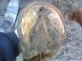 Gros plan sur un sabot de cheval, sale et terreux. Une botte grise est visible à gauche. Le cheval semble avoir un bleime.