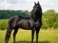 Magnifique cheval noir, digne d'un Jappeloup, se tient dans un pré verdoyant sous un ciel bleu.