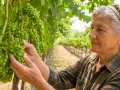 Donna anziana controlla i grappoli d'uva verde in vigna, seguendo il calendario trattamenti vigneto.