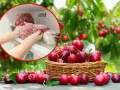 Ręce wkładają do zamrażarki worek z mrożonymi czereśniami, obok koszyk świeżych owoców.