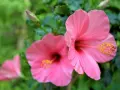 Två rosa hibiskus blommor med gula ståndare mot en grön bakgrund. En tredje blomma syns i bakgrunden.