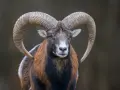 Potężny baran z zakręconymi rogami, niczym koziorożec znak zodiaku, spogląda prosto w obiektyw.