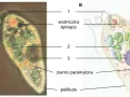 Jakie są dziedziny biologii? Poznaj różnorodność i ich znaczenie