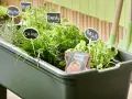 Un **orto facile** con erbe aromatiche: basilico, prezzemolo, erba cipollina, menta e timo. Piccoli cartelli indicano le piante.