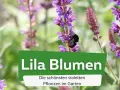 Ein Hummel besucht lila Pflanzen im Garten. Die schönen violetten Pflanzen blühen.