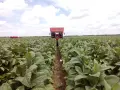 Un trattore rosso raccoglie foglie in un vasto campo per coltivare tabacco.