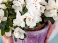 Close-up of a pot of white azaleas with pink centers, held by hands.