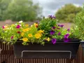 Kolorowe, niewymagające kwiaty na balkon: żółte, fioletowe i białe petunie oraz fioletowe astry tworzą radosną kompozycję.
