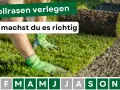 Rollrasen verlegen: Hände mit Handschuhen legen eine Rasenrolle auf vorbereiteten Boden. So machst du es richtig!