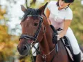 Une cavalière en tenue d'équitation, en plein **confiage cheval**, est assise sur un magnifique cheval brun. L'automne est présent avec des arbres aux couleurs chaudes en arrière-plan.