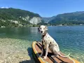 Ein Dalmatiner sitzt auf einem **Stand-up-Paddle mit Hund** am Ufer eines Bergsees.