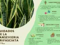 Sansevieria trifasciata, o lengua de suegra, requiere pocos cuidados: tolera la sequía, prefiere sustrato seco y buena ubicación.