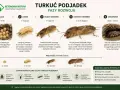 Turkuć podjadek: od jaja do dorosłego osobnika. Dorosły ma 3,5-5 cm, żyje pod ziemią, drąży tunele i żeruje na korzeniach.