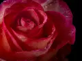 Makrofotografia w domu: czerwona róża z kroplami rosy na płatkach, ukazująca jej delikatną strukturę.