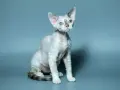 Uroczy devon rex z niebieskimi oczami i falowaną sierścią, siedzi na szarym tle. Cena tego kota może być wysoka.