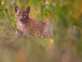 Un jeune lynx, aux yeux vifs, observe depuis l'herbe haute. C'est là où vit le lynx, dans ce paysage verdoyant.