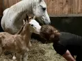 Un poulain, futur étalon poney français de selle, reçoit un tendre baiser de sa propriétaire.
