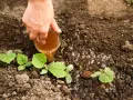 Nawóz z herbaty do jakich kwiatów - idealne rośliny i zastosowanie