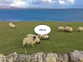 Schafe auf einer grünen Wiese am Meer. Eine Sprechblase über einem Schaf erklärt die "Islay Aussprache": "Mäh-la".