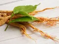 Racines de ginseng séchées avec des feuilles vertes. Découvrez comment consommer le ginseng pour ses bienfaits.