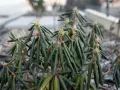 Rododendron z oklapniętymi liśćmi, czekający na wiosenne słońce.